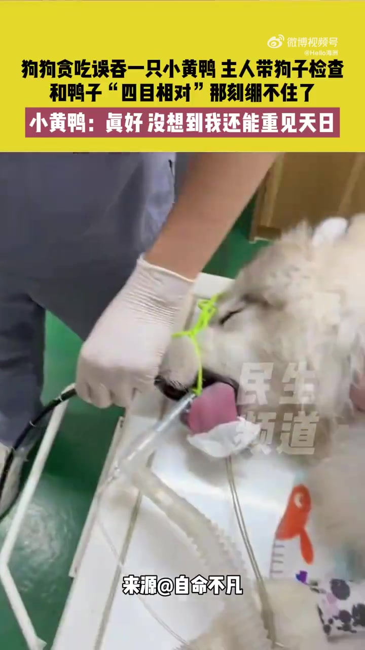 狗狗贪吃误吞一只小黄鸭主人带狗子检查