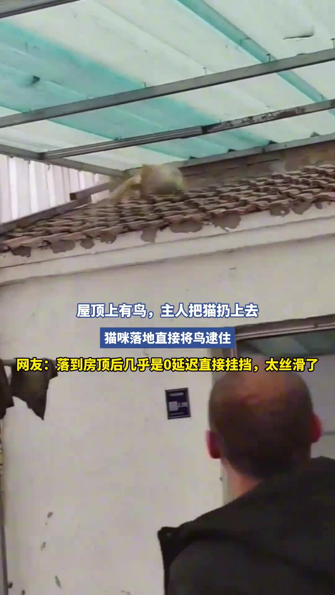 屋顶上有鸟，主人把猫扔上去！
