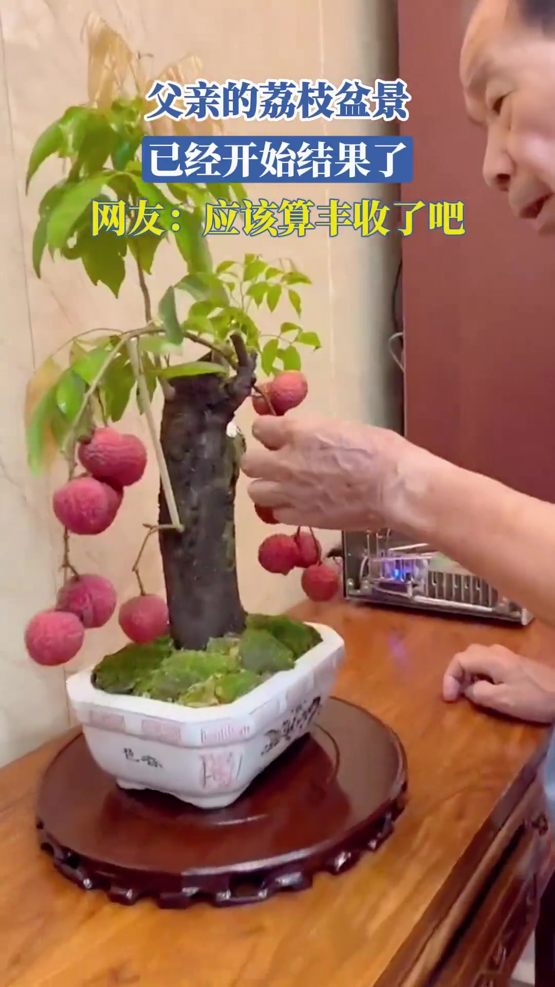 父亲的荔枝盆景，已经开始结果了，网友：应该算丰收了吧！！