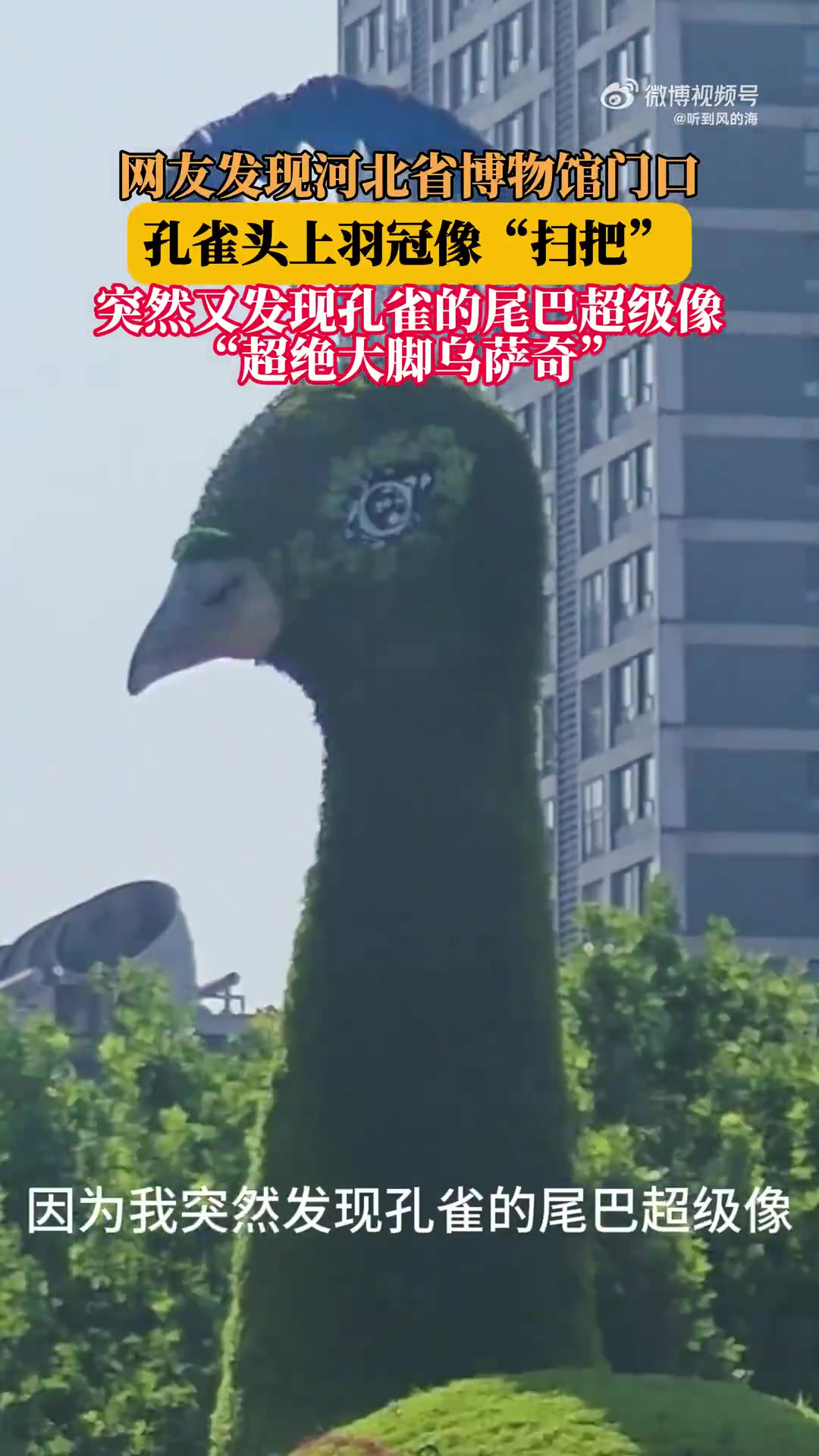 网友发现河北省博物馆门口的孔雀，尾巴真的好像大脚丫！！