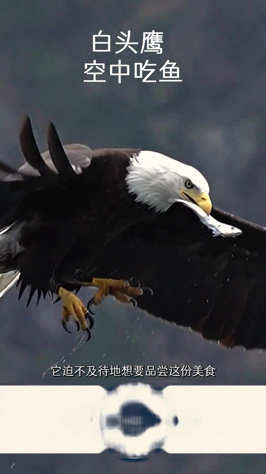 白头鹰空中吃鱼，鱼：颠着颠着说不定我就逃走了！