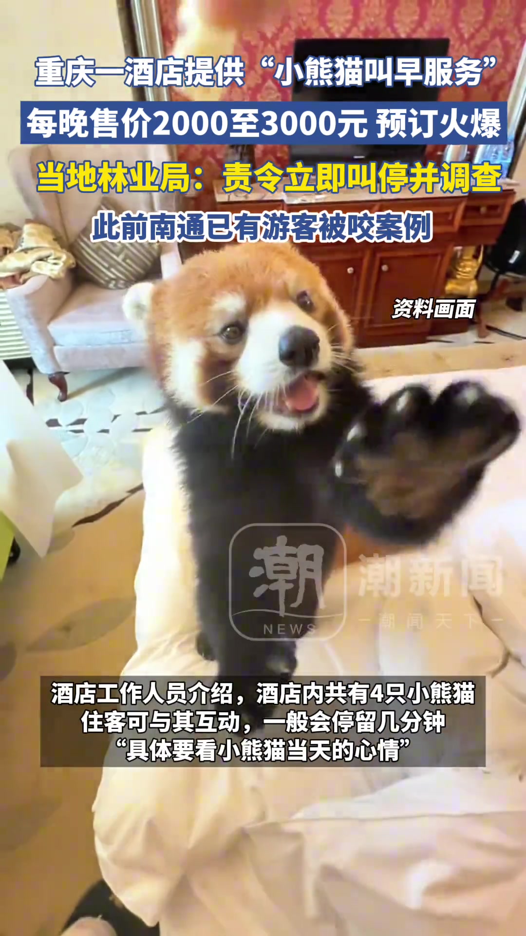 重庆一酒店提供“小熊猫叫早服务”