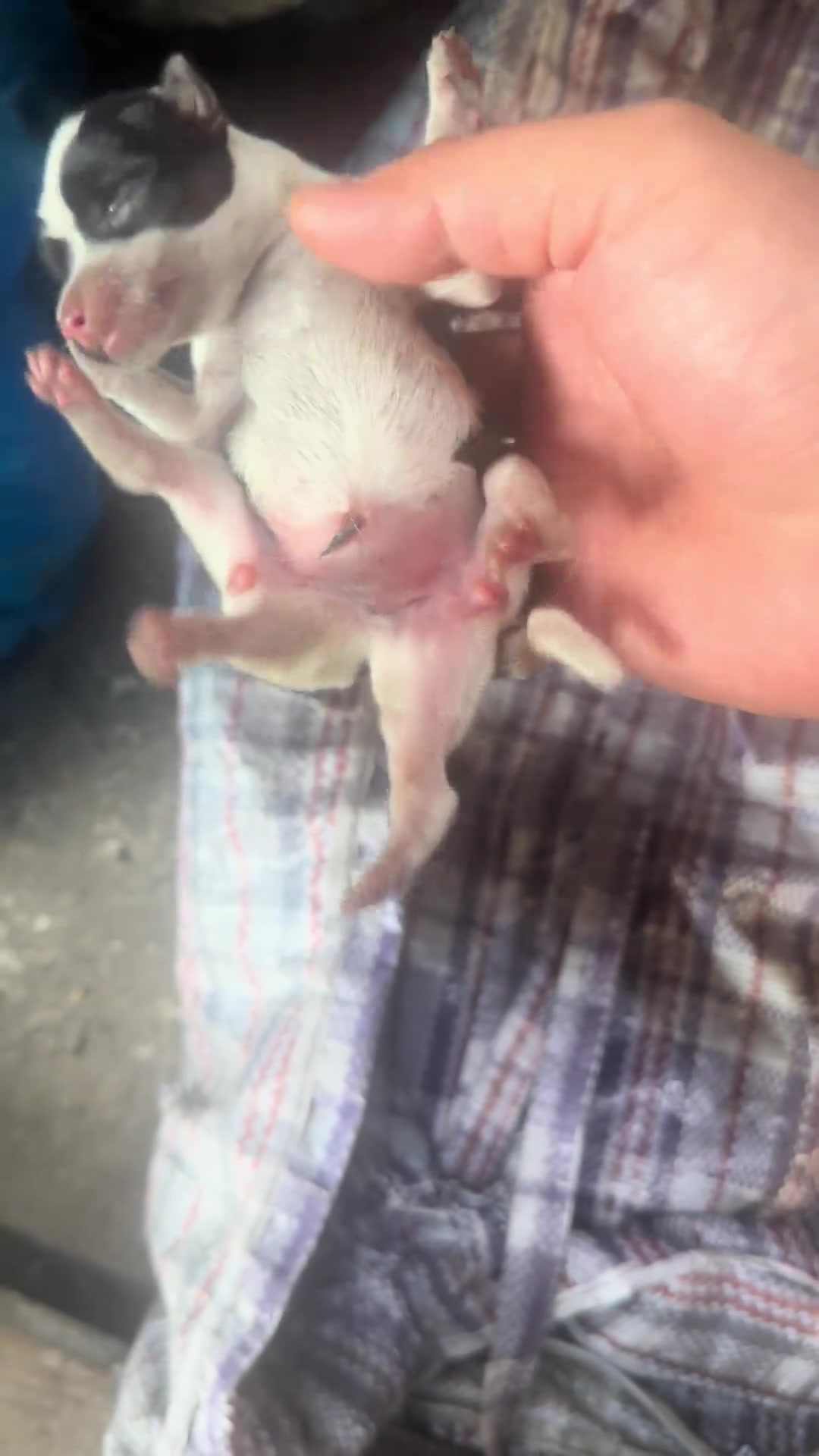 6条腿的狗！怎么做到的！