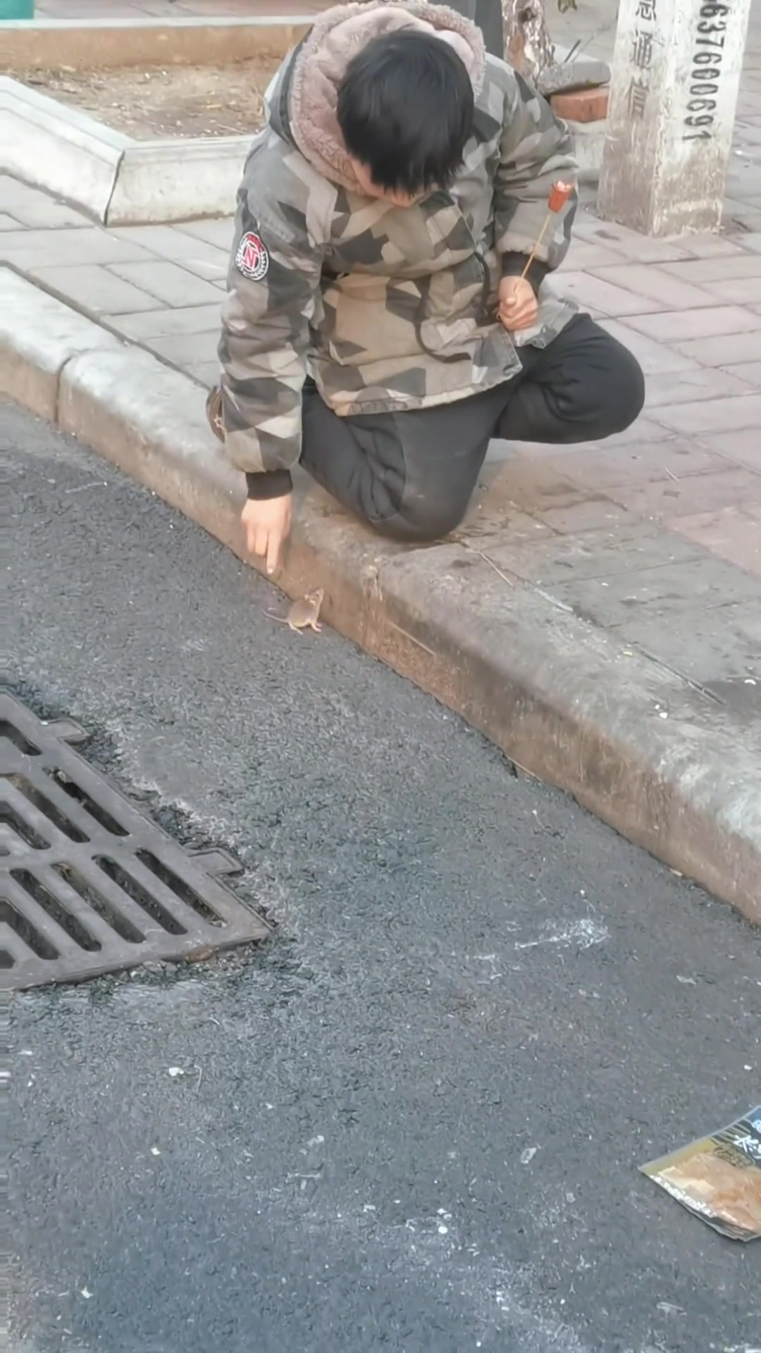 北方的老鼠还没南方的蟑螂大...