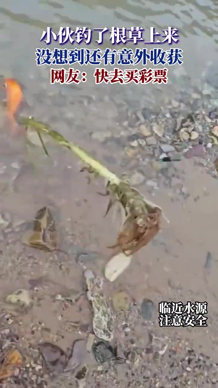 小伙钓了根草上来，没想到还有意外收获