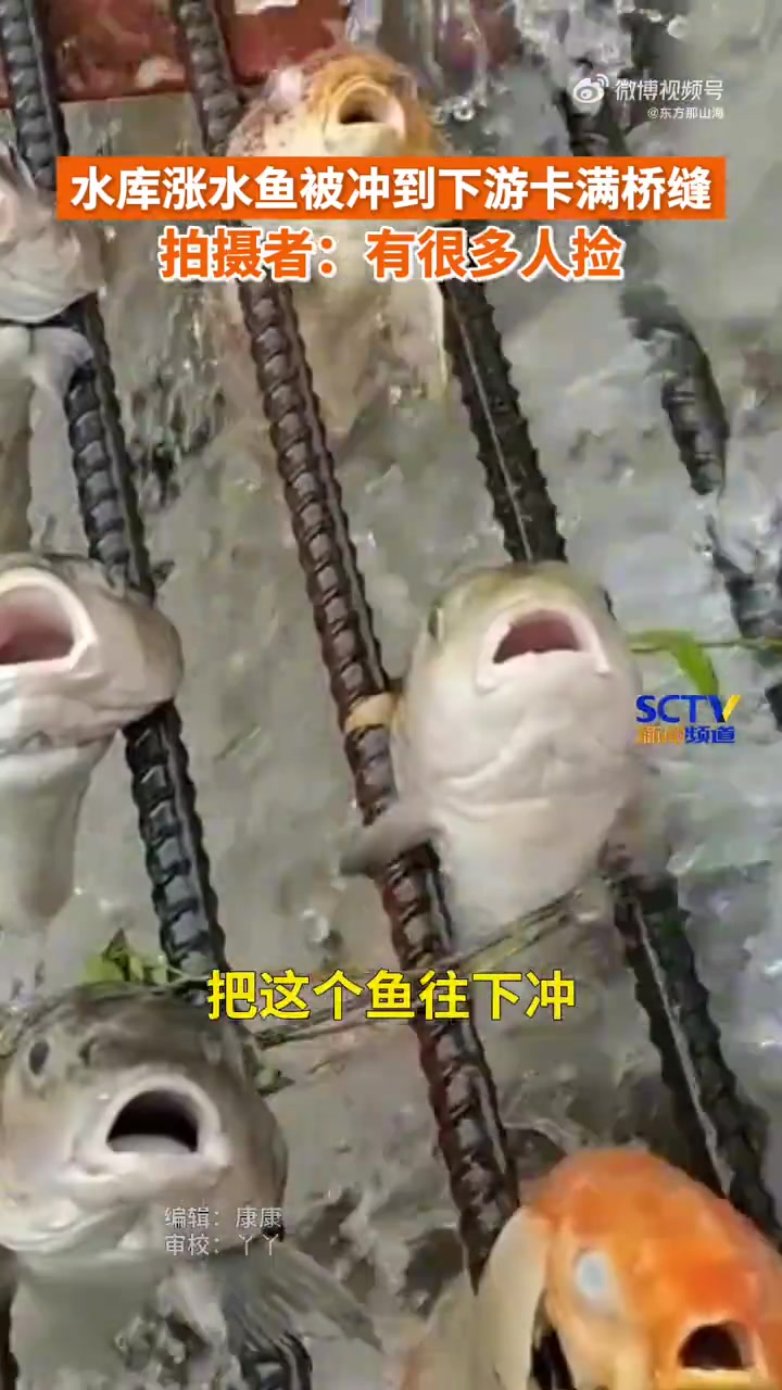 水库涨水鱼被冲到下游卡满桥缝