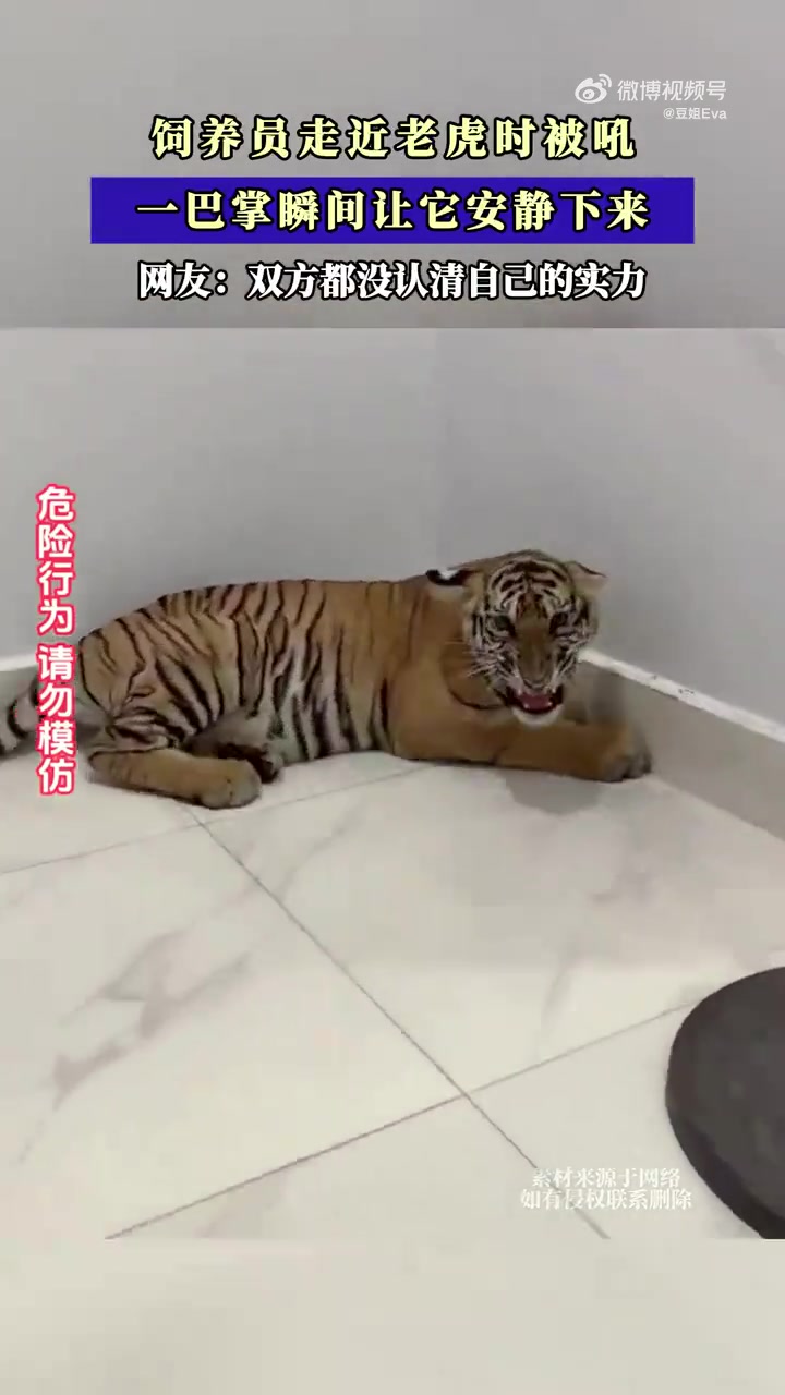 饲养员走近老虎时被吼，一巴掌瞬间让它安静下来！