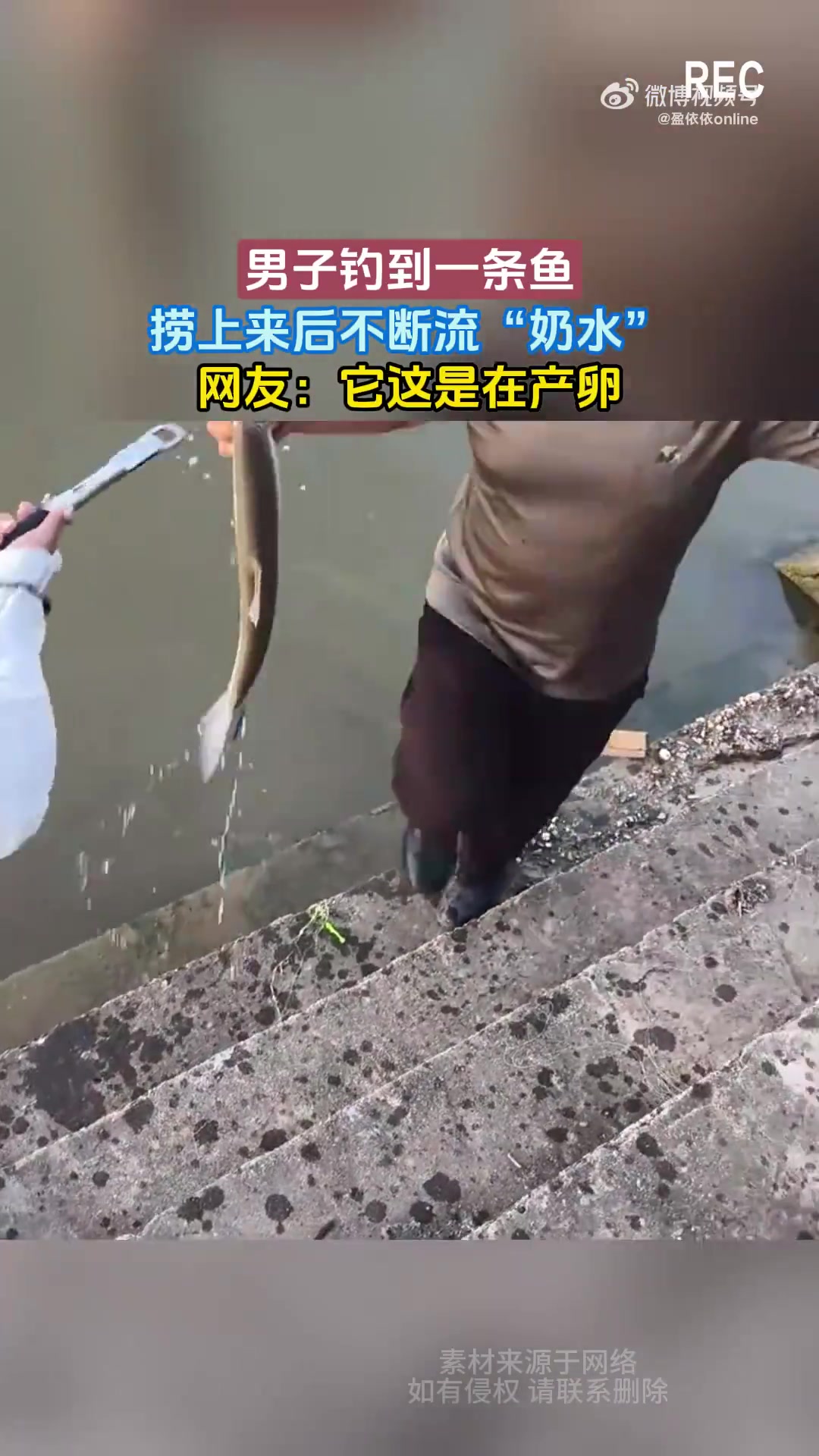 男子钓到一条鱼，捞上来后不断流“奶水”，网友：它这是在产卵