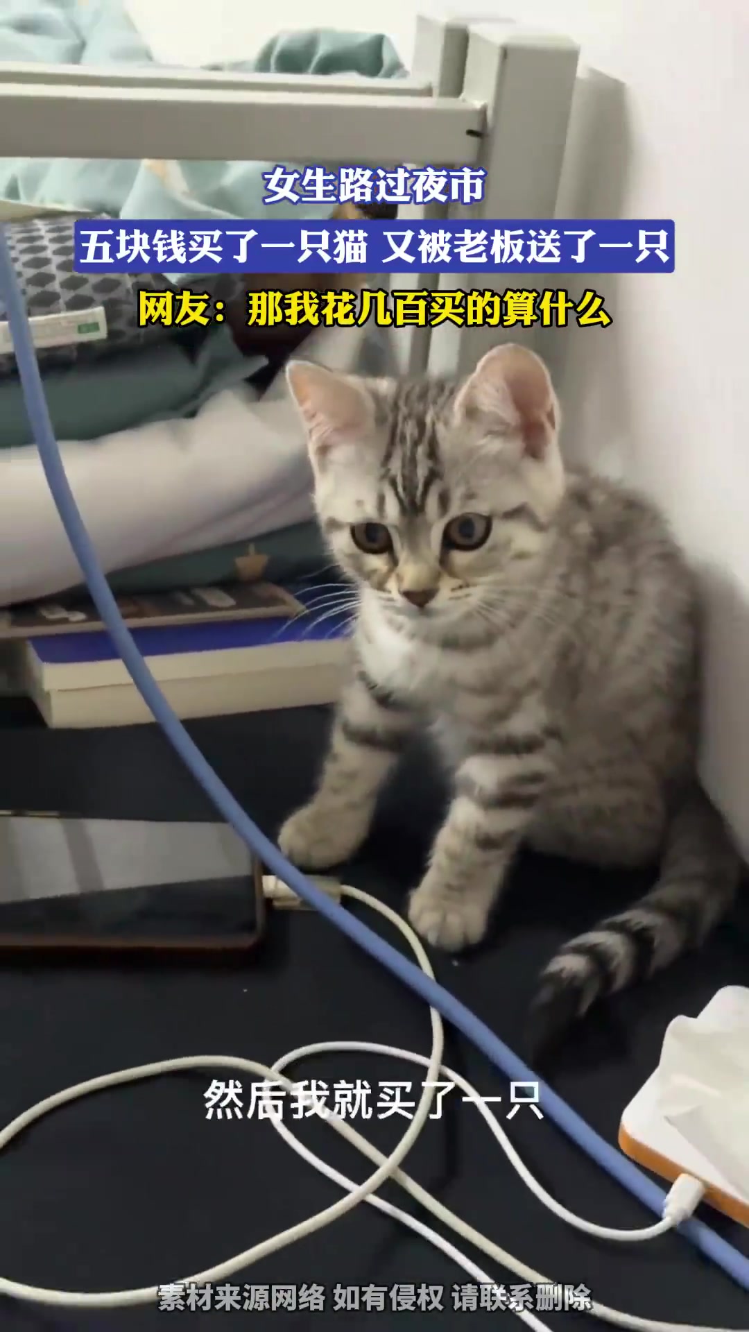 5元买猫又获赠一只！夜市老板太豪气
