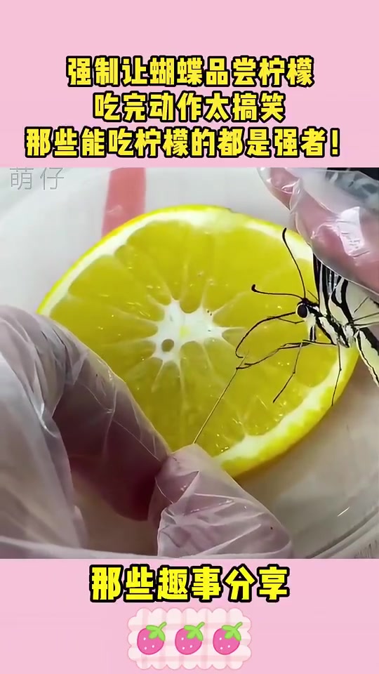 强制让蝴蝶品尝柠檬