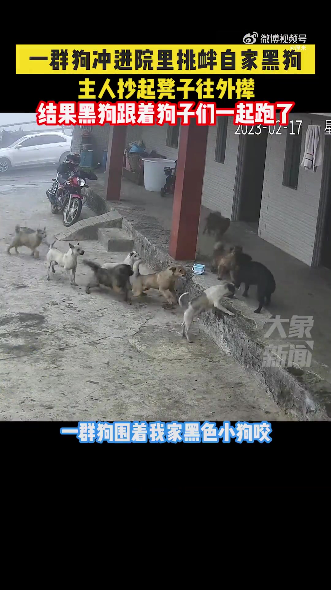 狗群挑衅自家狗，抄凳驱赶反跟跑