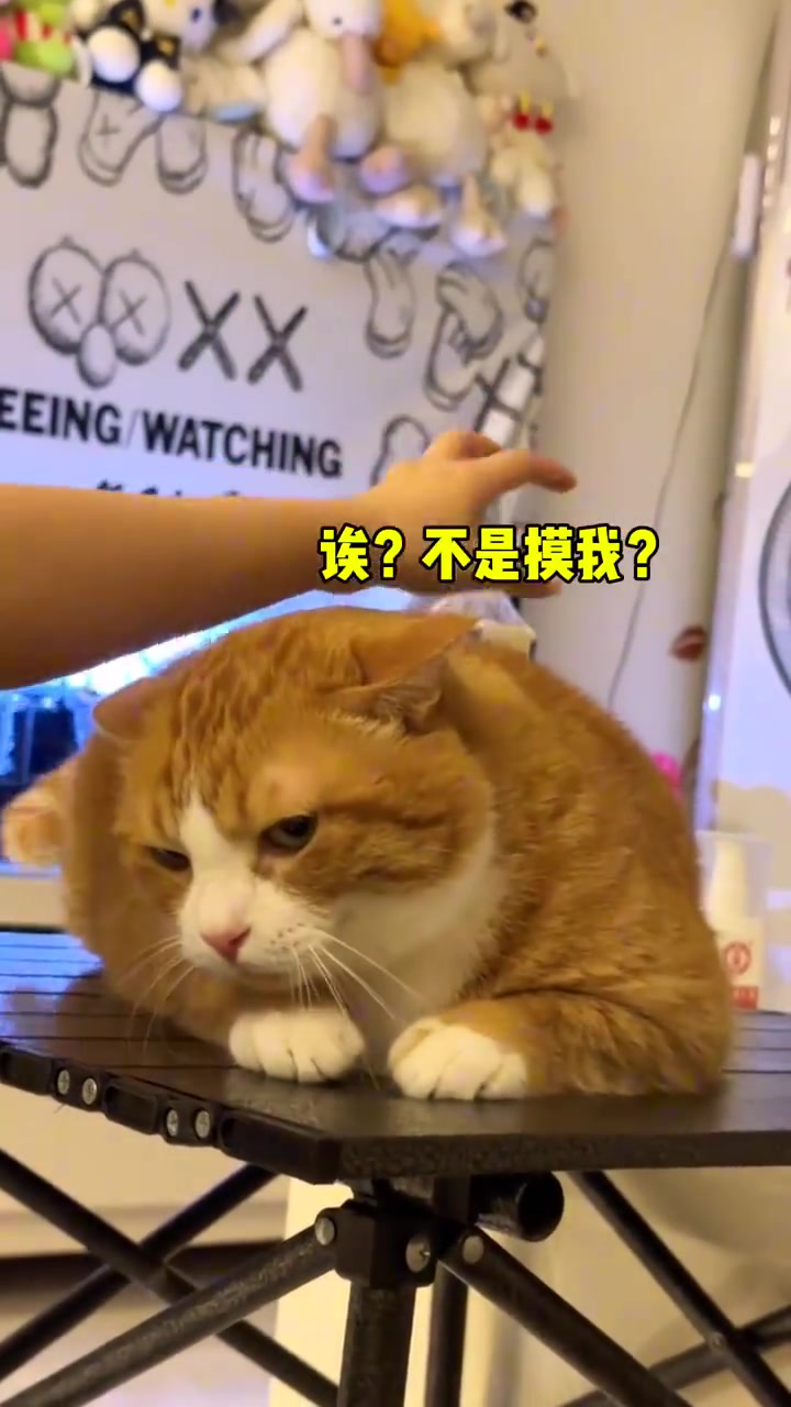 多次伸手不摸猫，默默伸出十把刀