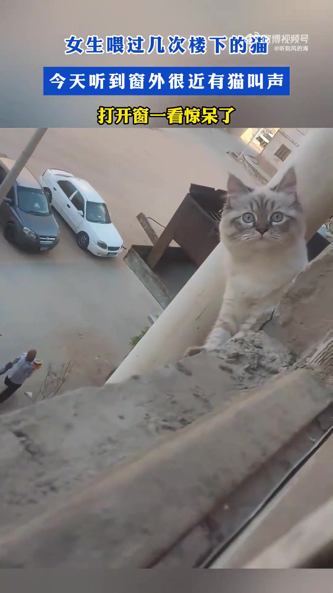 喂猫后窗外猫叫，开窗一看惊了