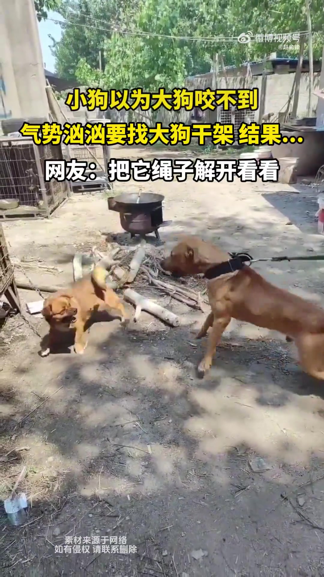 小狗以为大狗咬不到，气势汹汹要找大狗干架，结果都起飞了