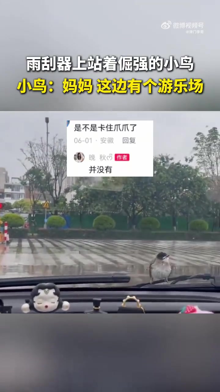 网友拍到雨天小鸟抓着雨刮器不放