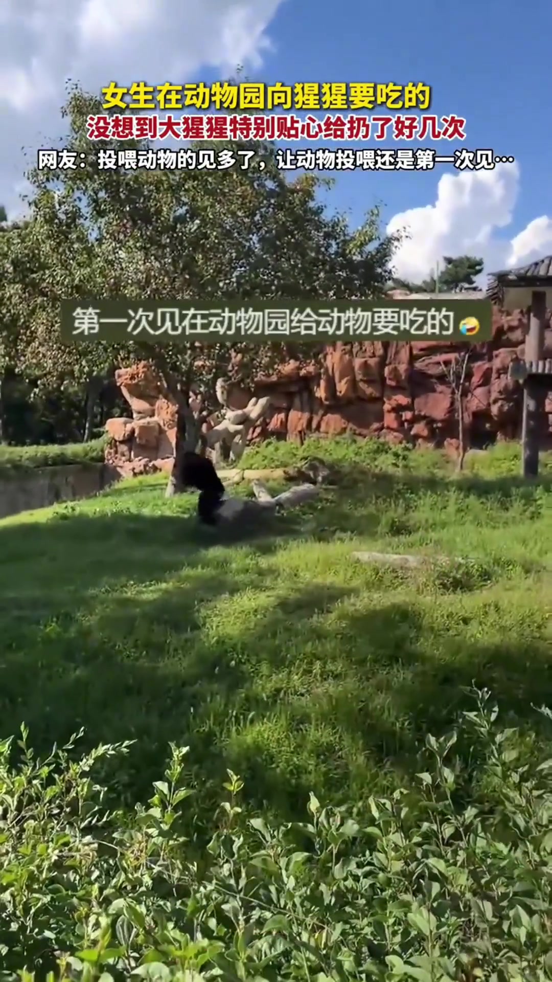 女生在动物园向猩猩要吃的没想到大猩猩特别贴心扔了好几次