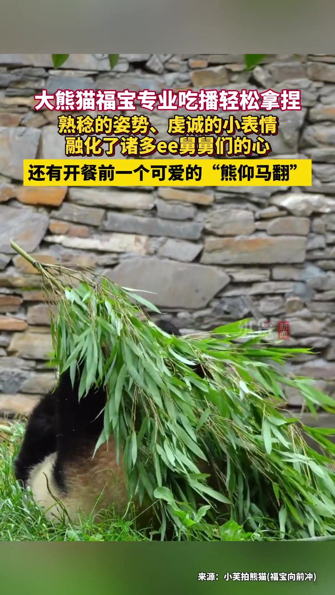 大熊猫福宝拿竹叶摔翻！吃播姿势萌化
