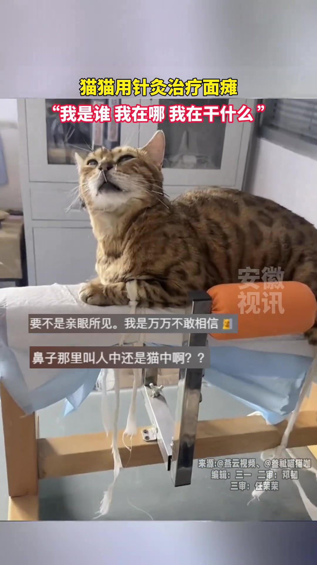 猫猫用针灸治疗面瘫，“我是谁我在哪我在干什么”