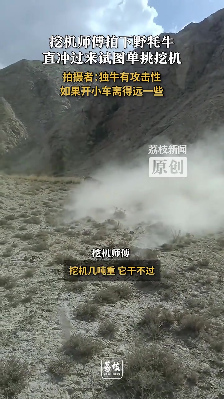 野牦牛直冲过来试图单挑挖机