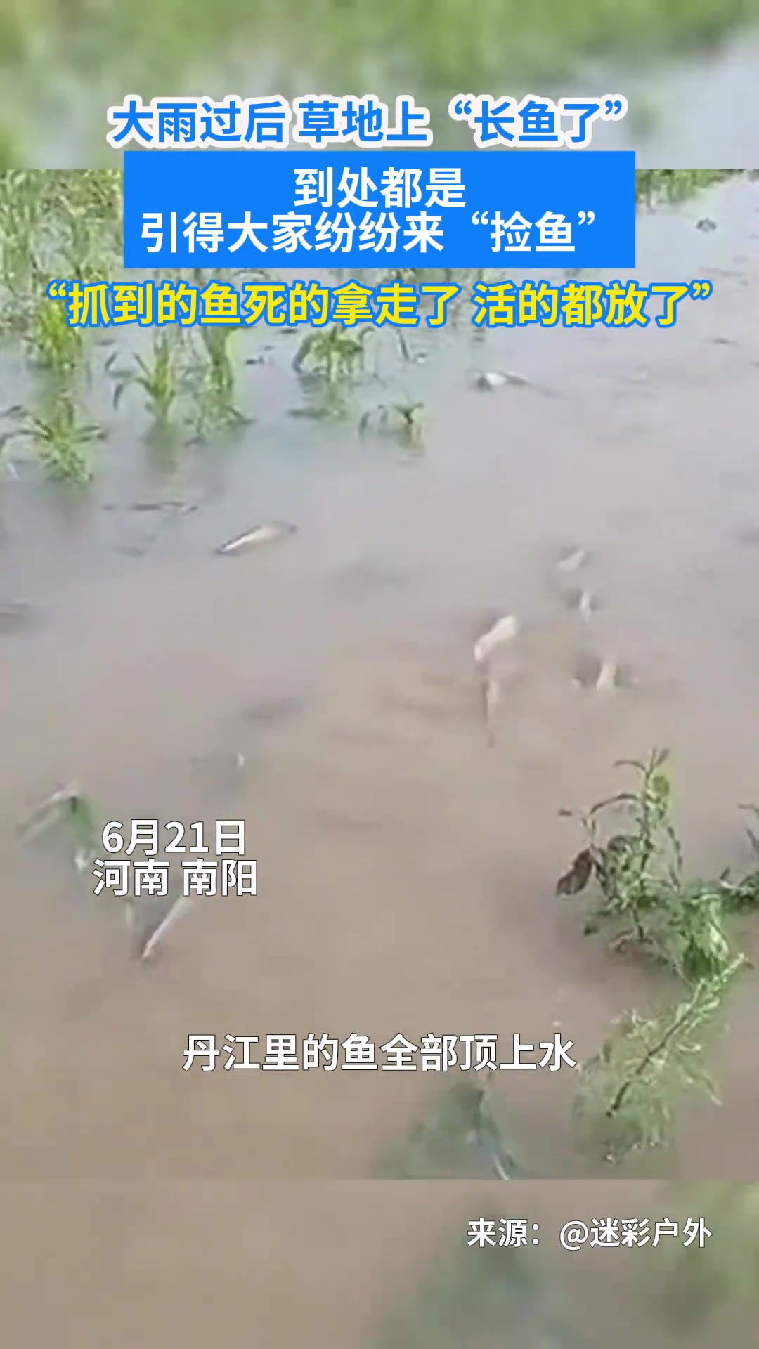 大雨过后草地上“长鱼了”，到处都是引得大家纷纷来“捡鱼”