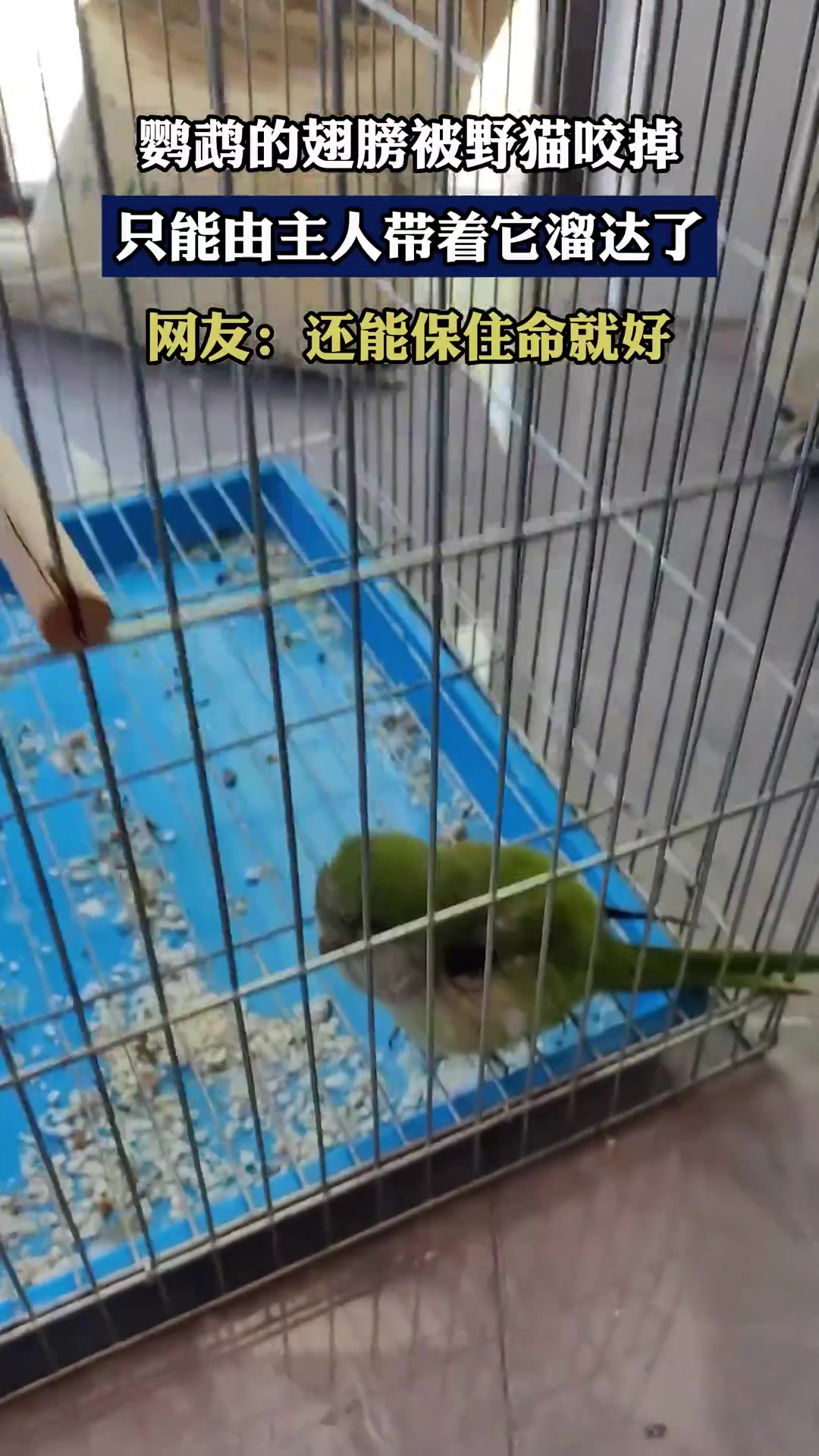 鹦鹉的翅膀被野猫咬掉，只能由主人带着它溜达了！