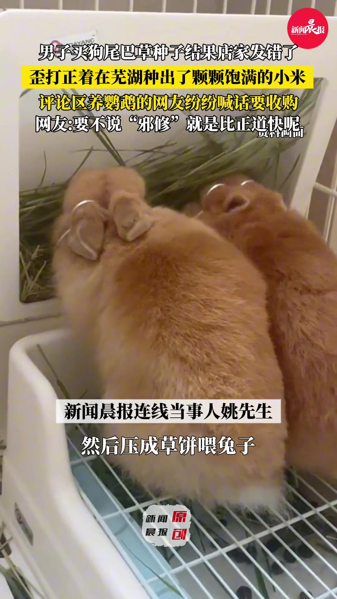 男子歪打正着在芜湖种出了颗颗饱满的小米