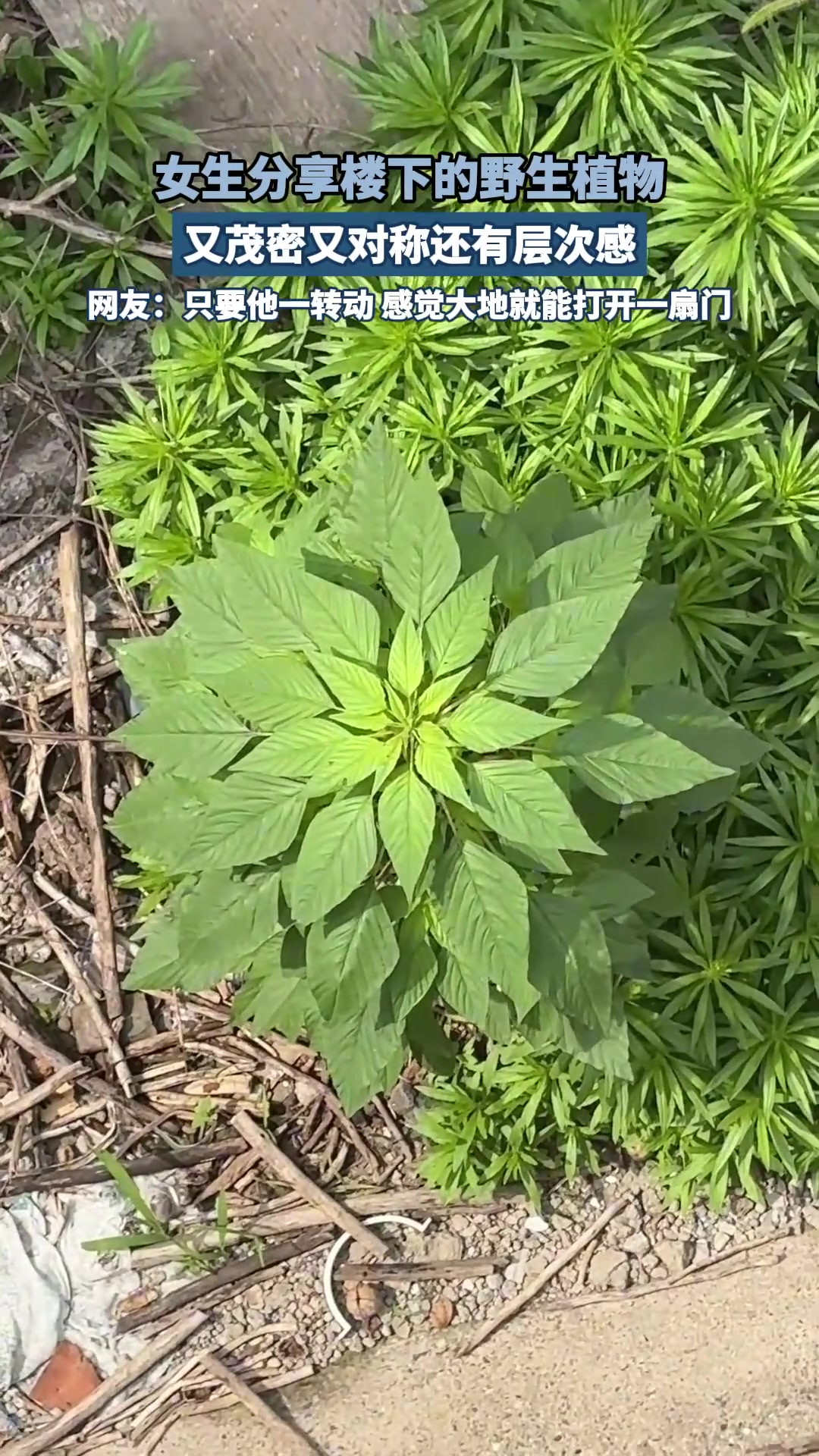 女生分享楼下的野生植物，又茂密又对称还有层次感