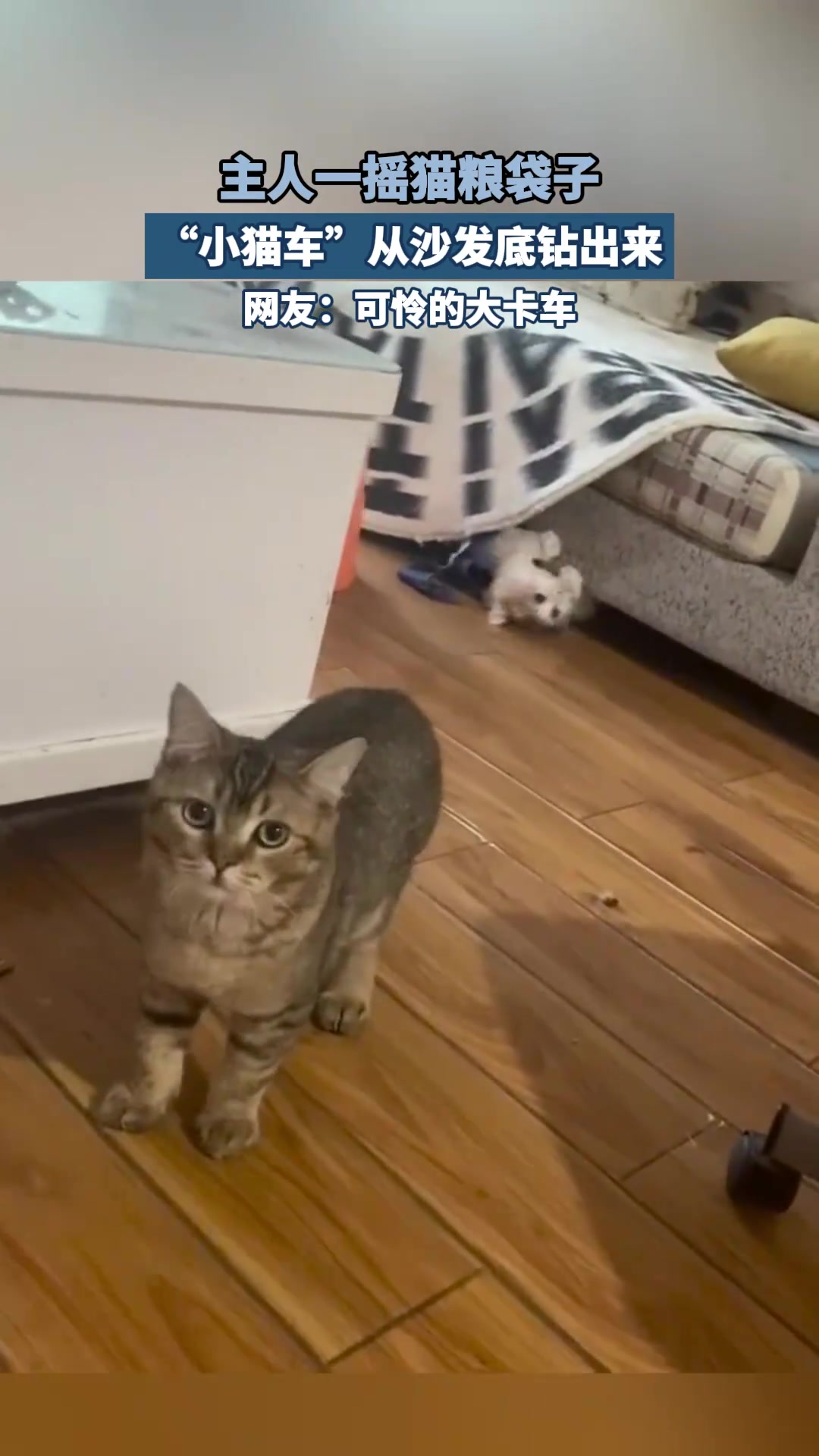 主人一摇猫粮袋子，小猫车从沙发底钻出来，可怜的大卡车