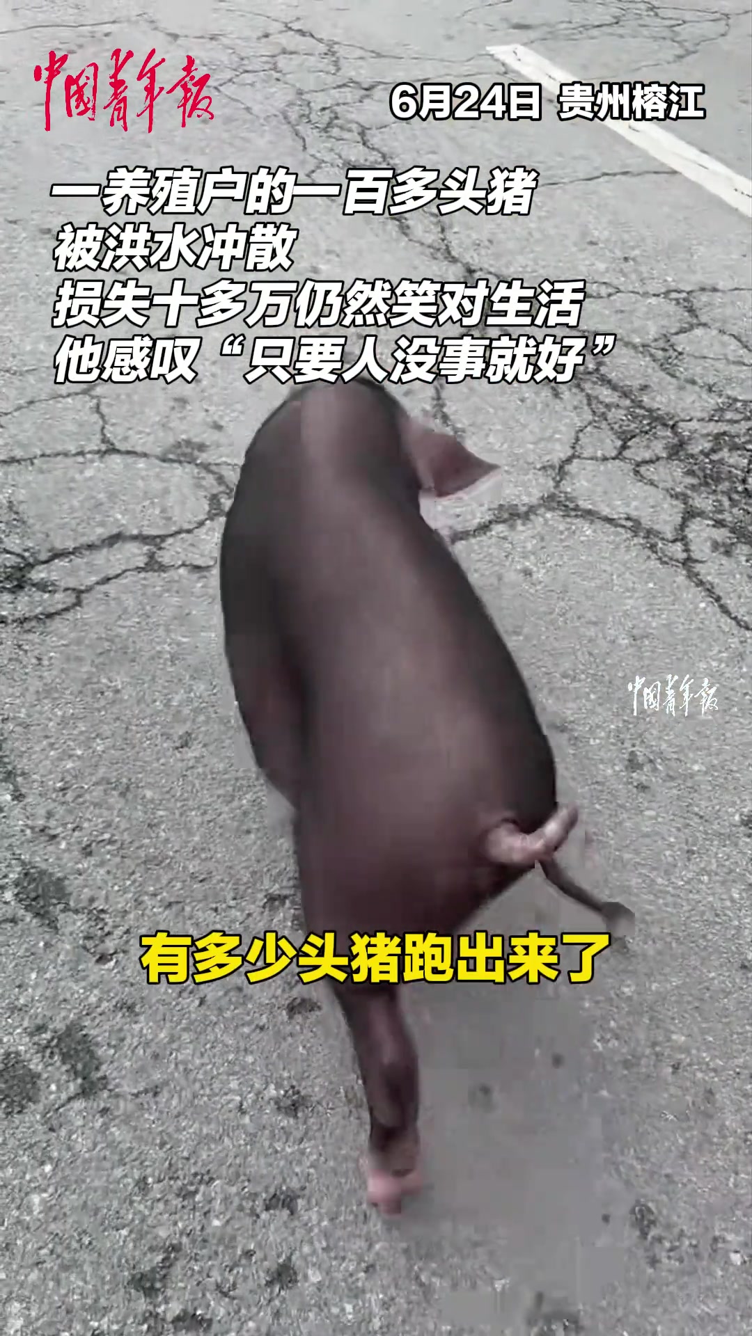 养殖户一百多头猪被洪水冲散，损失十多万也要笑着面对