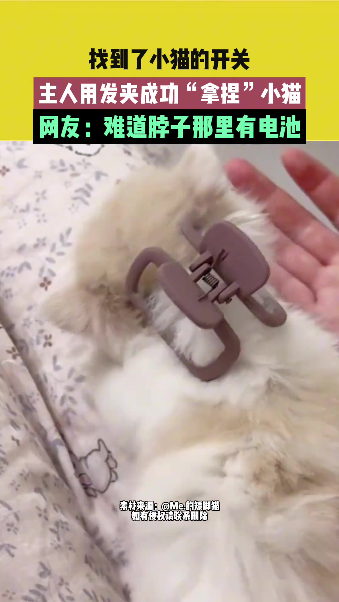 找到了小猫的开关！主人用发夹成功“拿捏”小猫