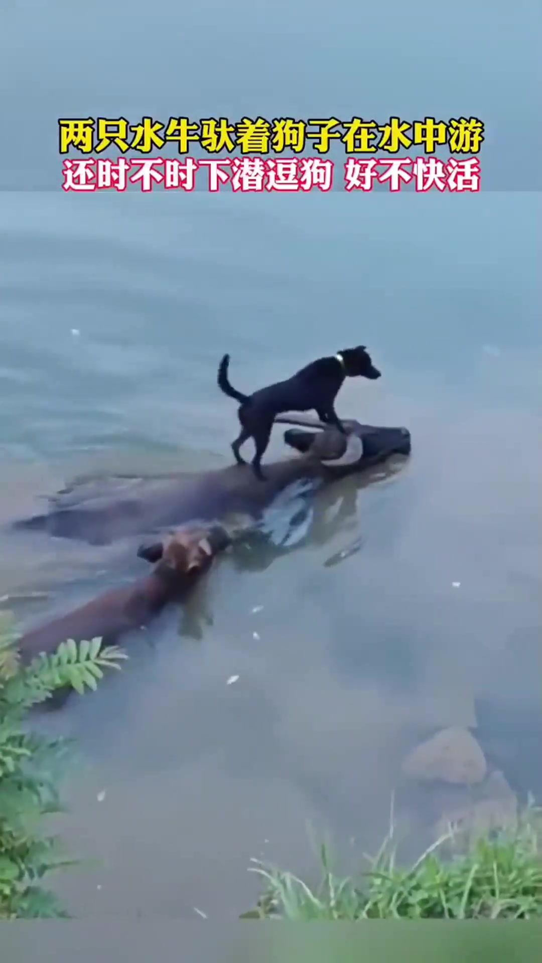 两只水牛驮着狗子在水中游