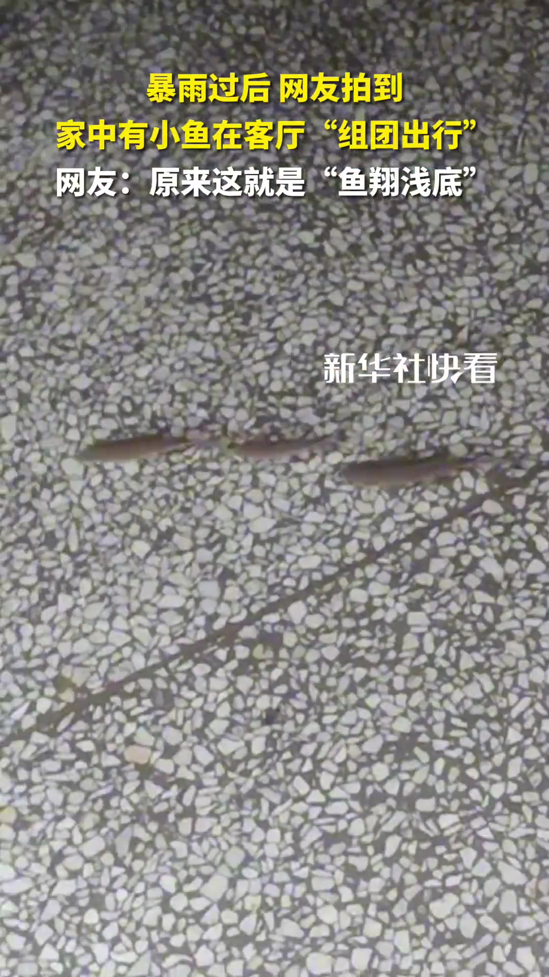 暴雨过后，网友拍到家中有小鱼在客厅“组团出行”