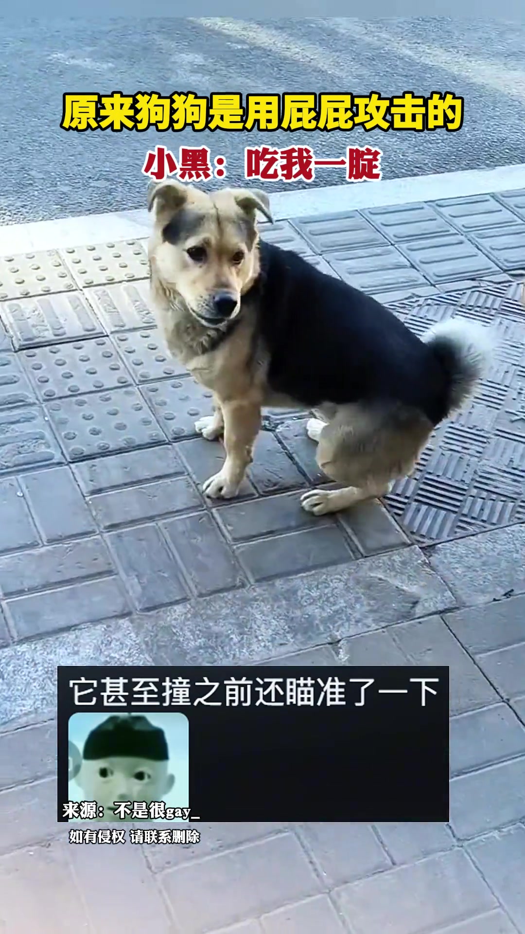 小黑：吃我一腚