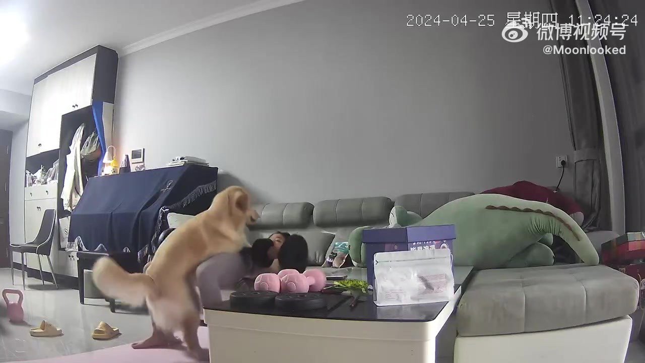 狗子是相当女生的健身器材吗！
