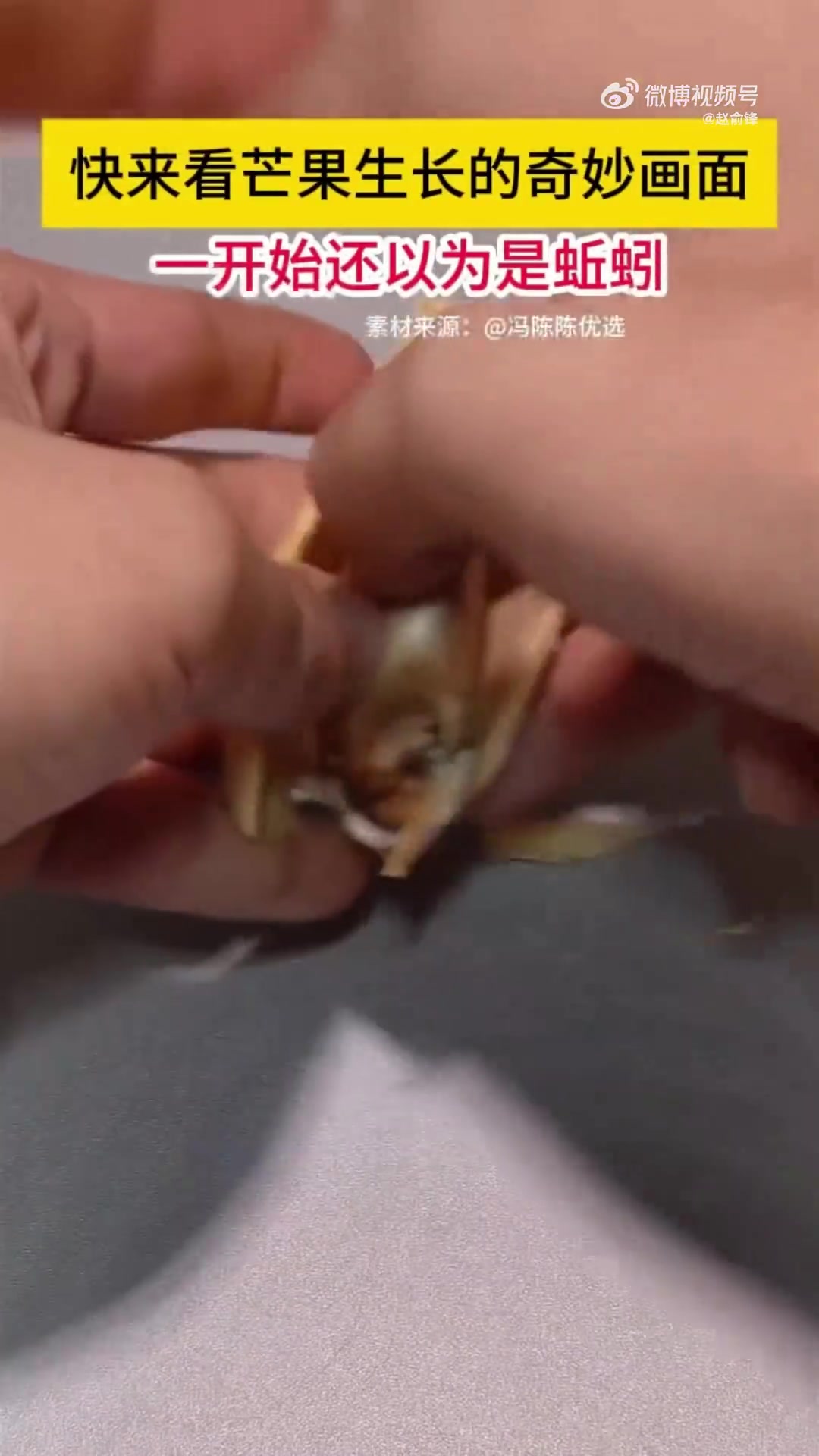 快来看芒果生长的奇妙画面，一开始还以为是蚯蚓