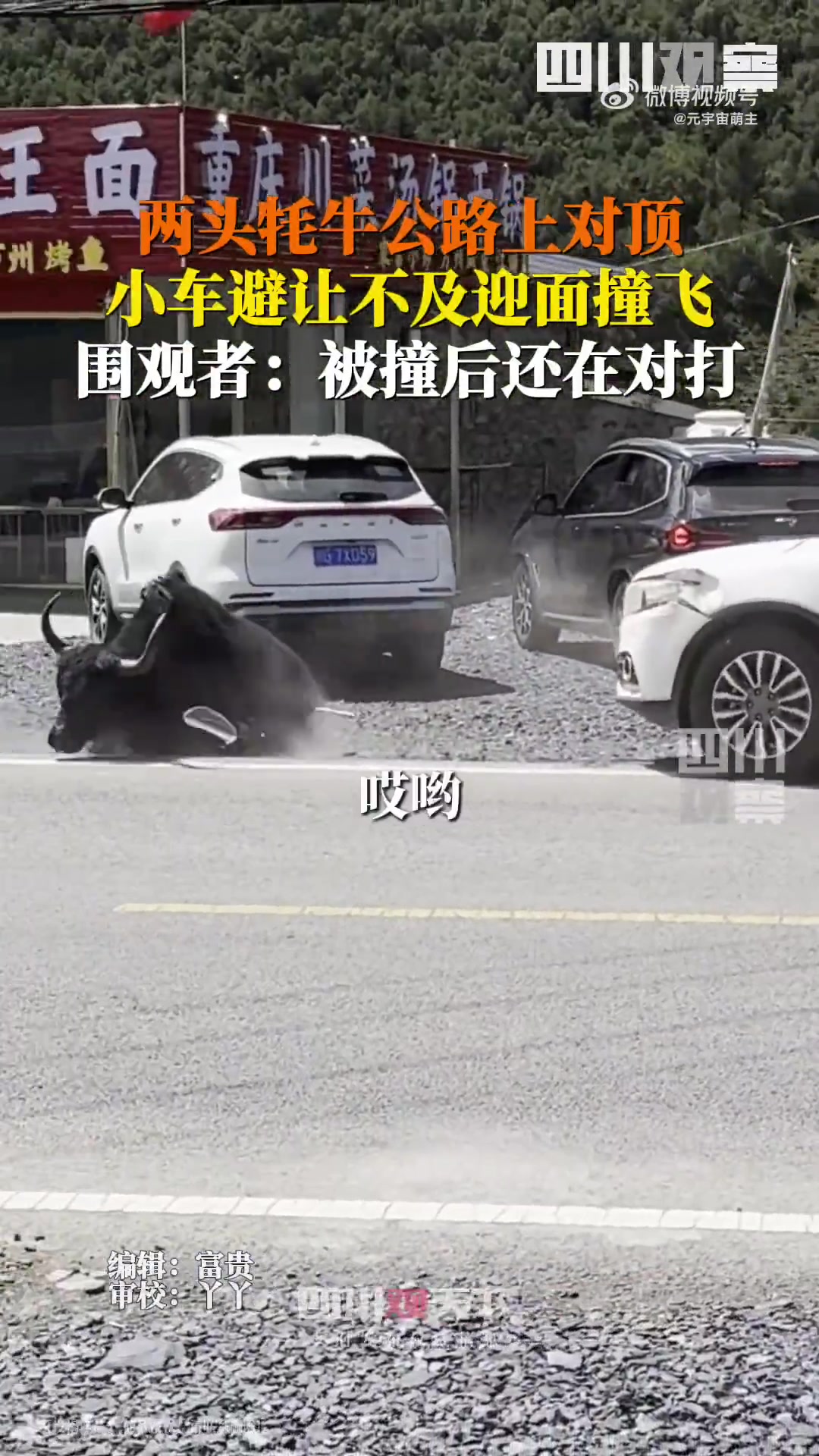 牦牛公路上打架被汽车撞飞一瘸一拐还继续战斗