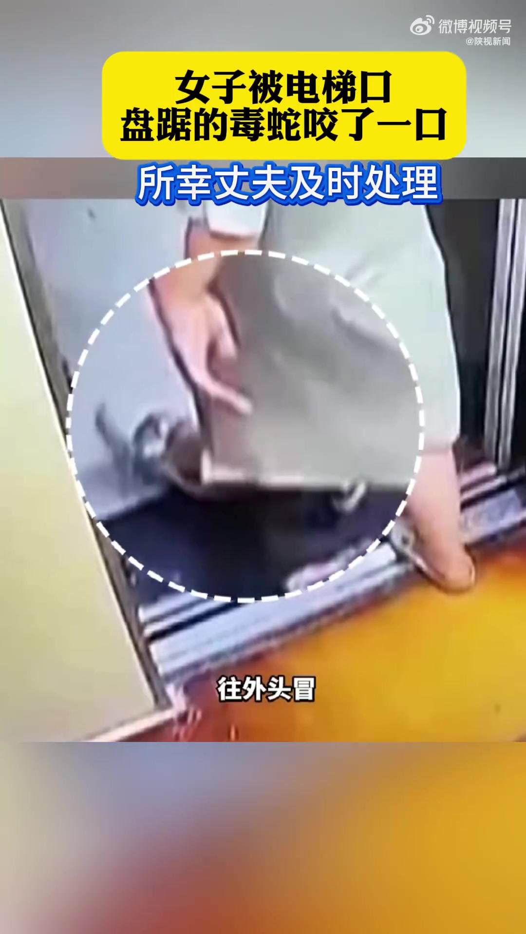 女子电梯口被毒蛇咬老公教科书式操作