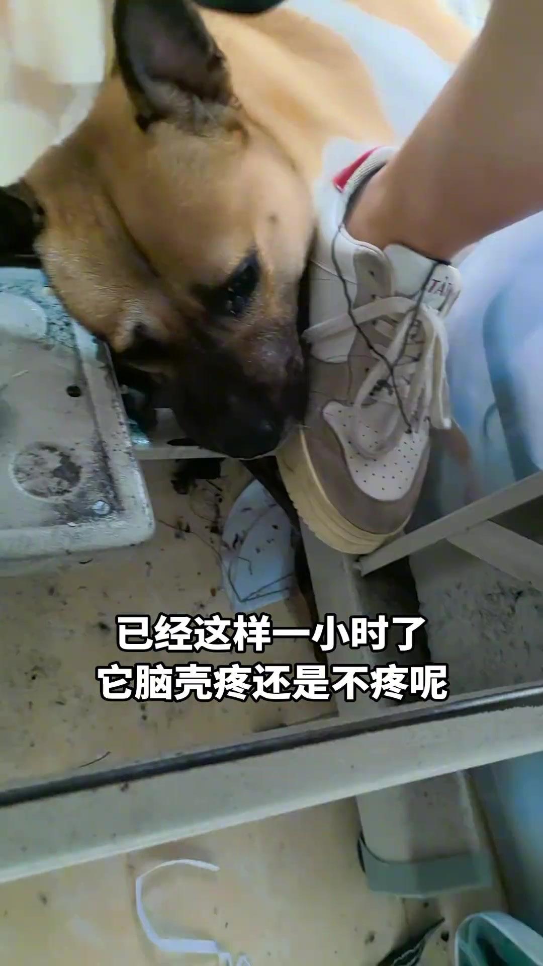 这小狗也有心事吗在这边躺半天了都
