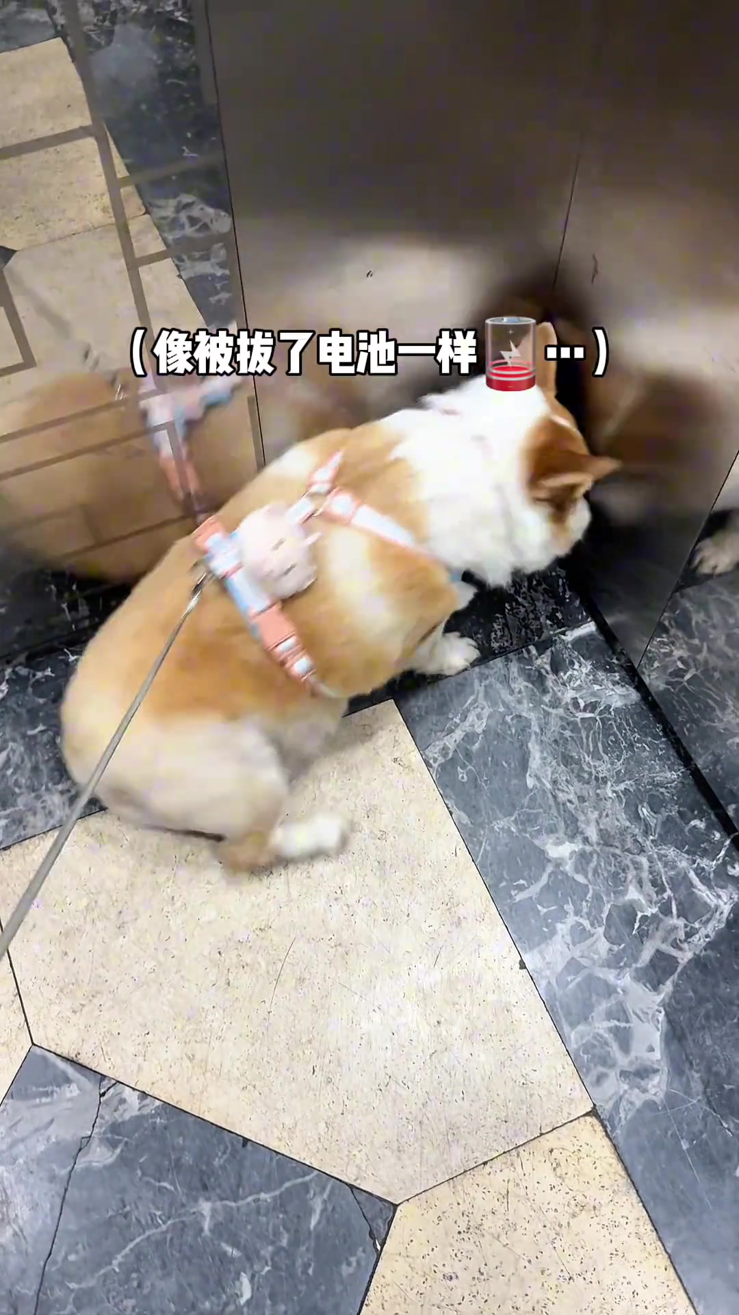 晕梯狗，每次进电梯都整这出