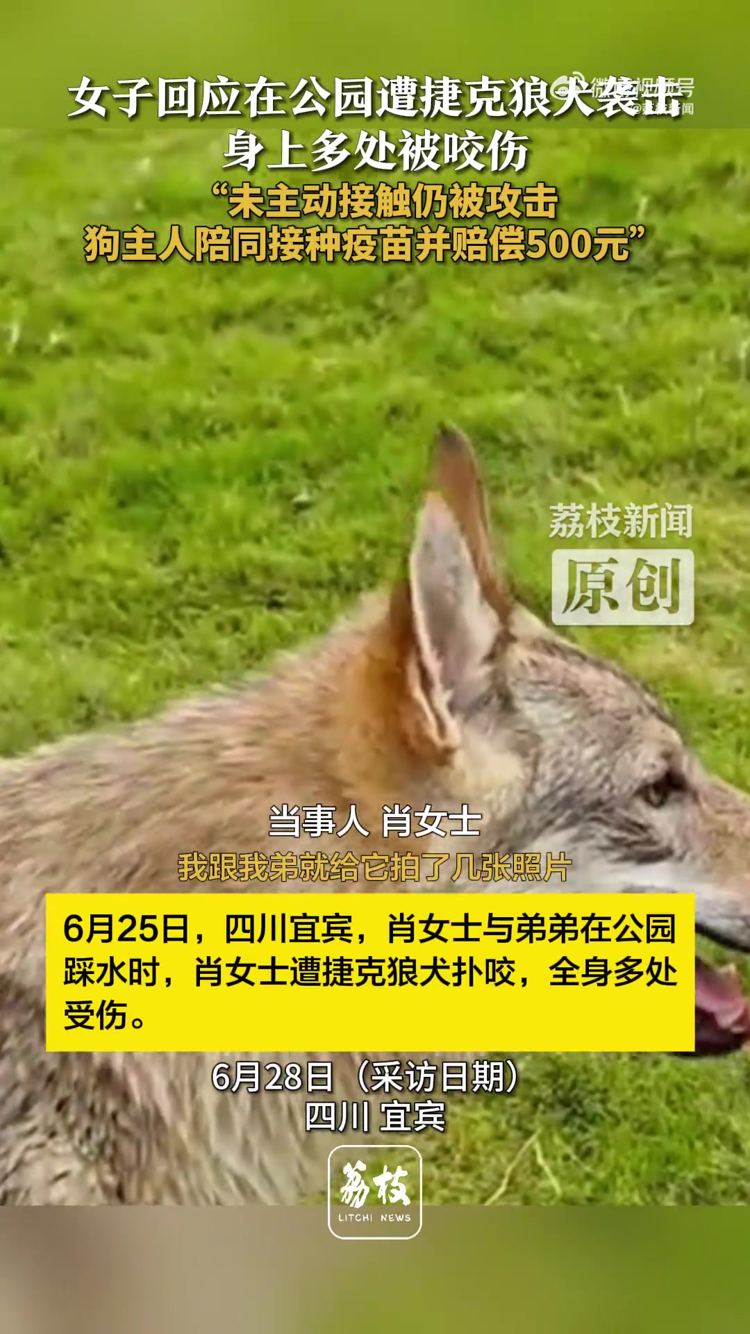 女子遇2只未拴绳捷克狼犬袭击，全身多处受伤，主人赔偿五百