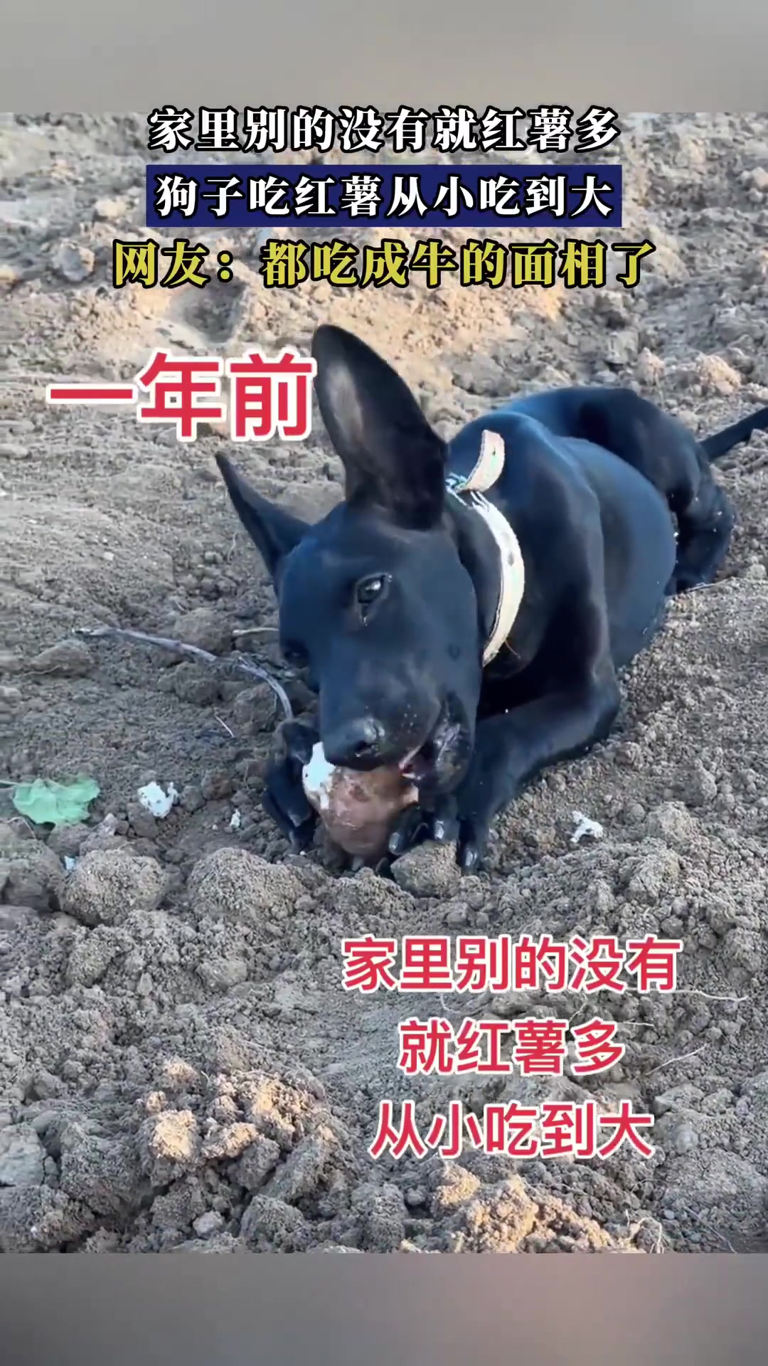 家里红薯多！狗子从小吃到大