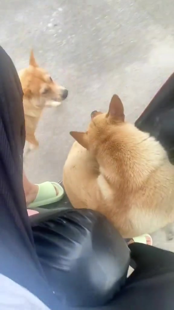狗子：凭什么就你能坐车，给我下来