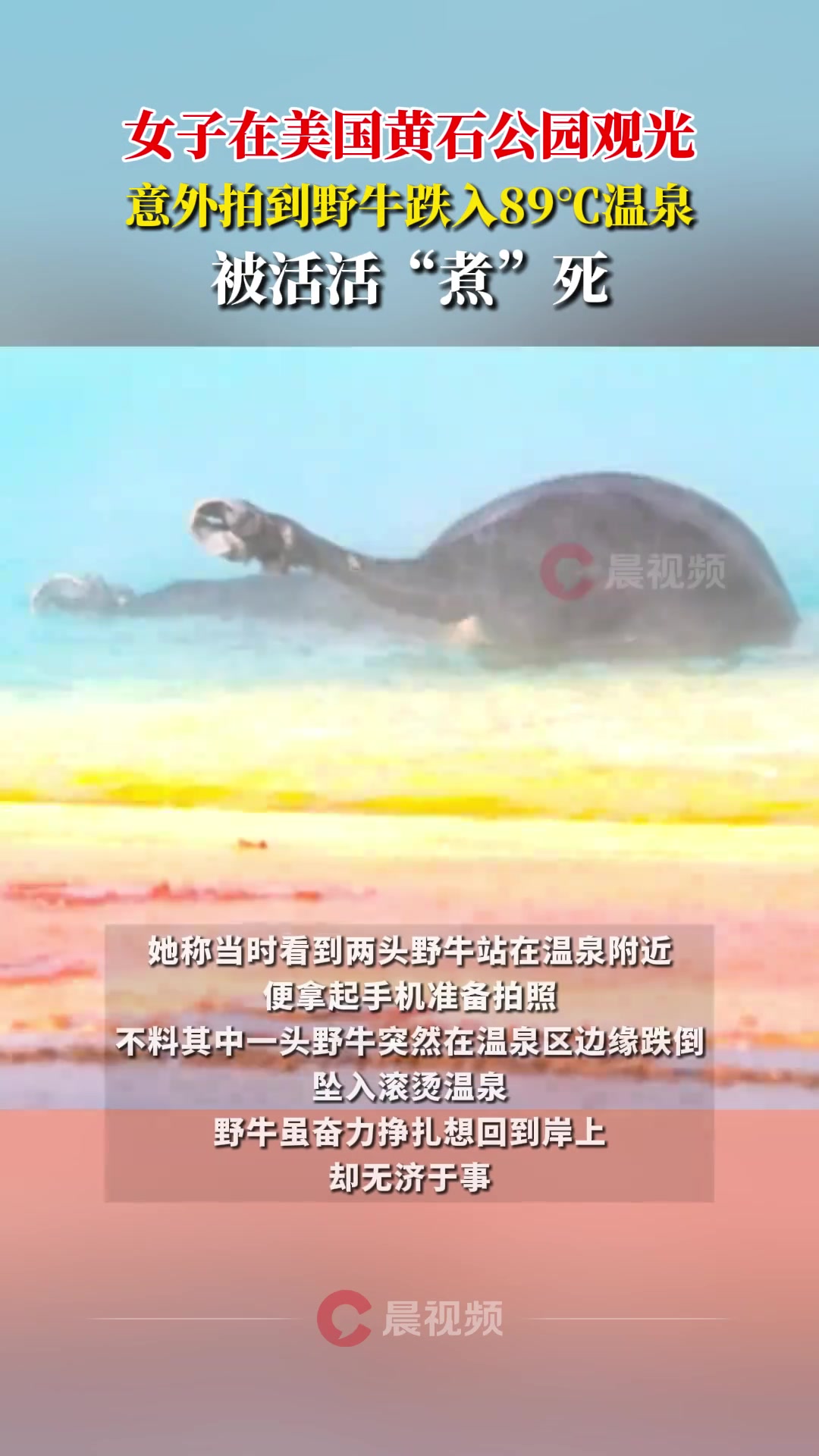 女子在美国黄石公园观光，意外拍到野牛跌入89温泉