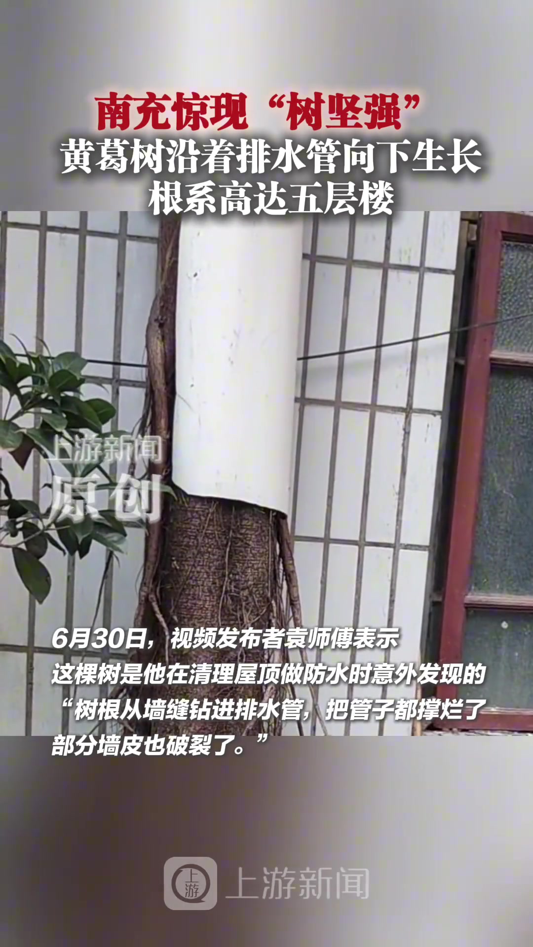 南充惊现“树坚强”黄葛树沿着排水管向下生长根系高达五层楼
