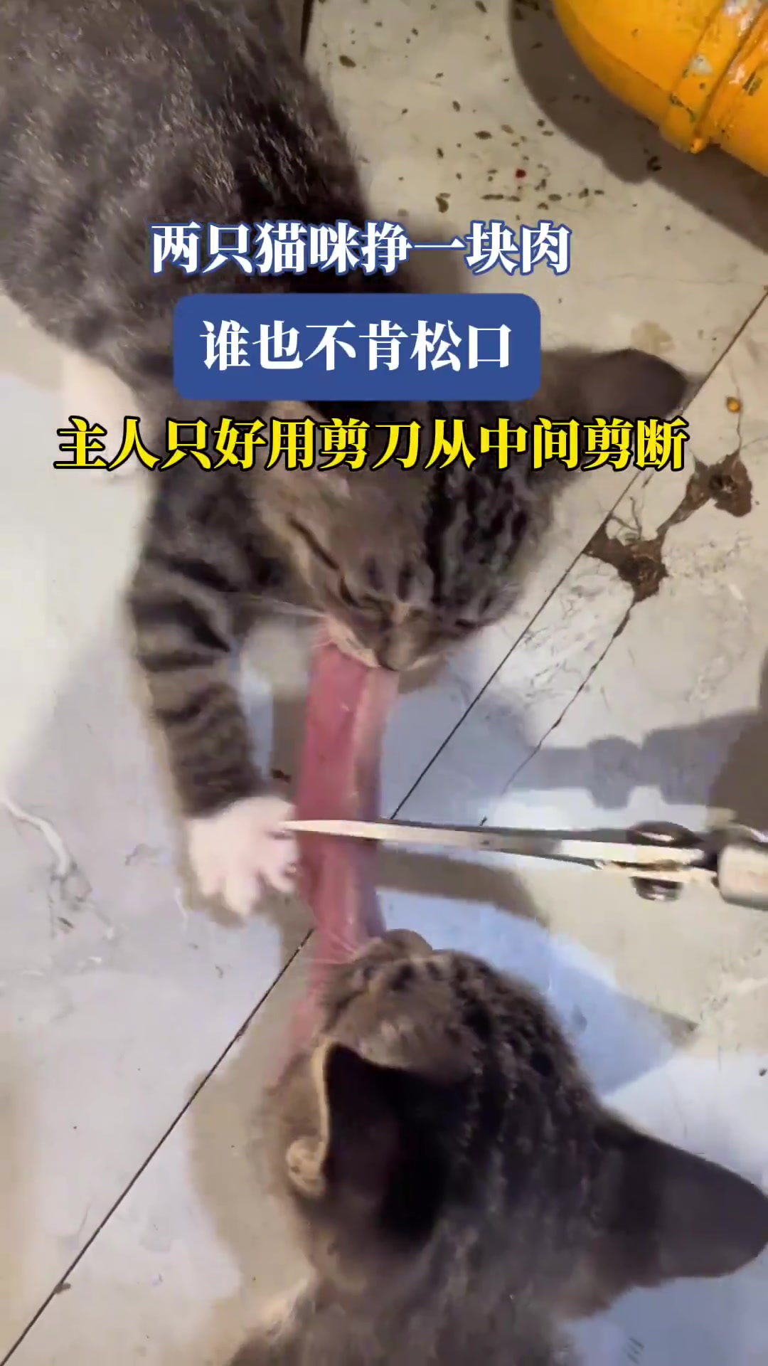 两只猫咪挣一块肉，谁也不肯松口