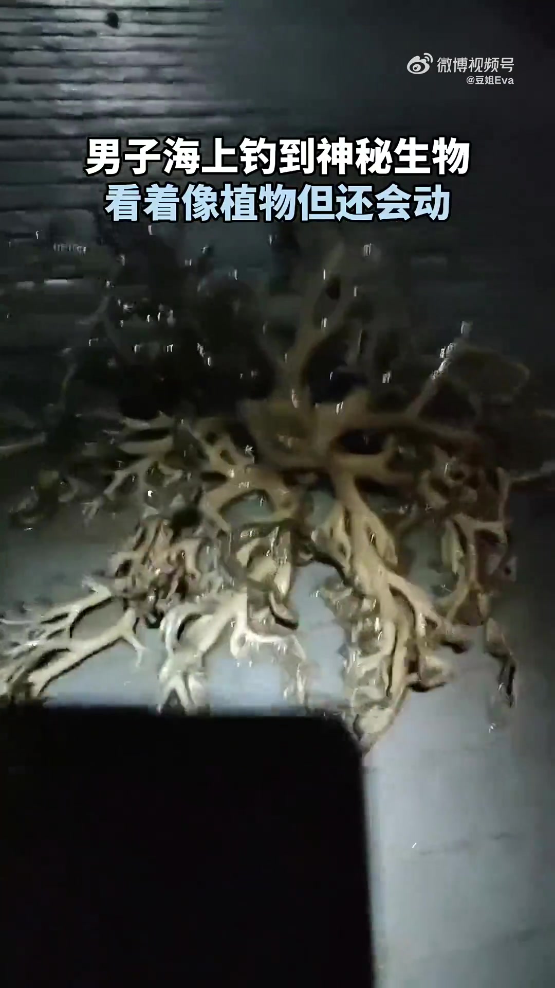 钓鱼钓到不明生物