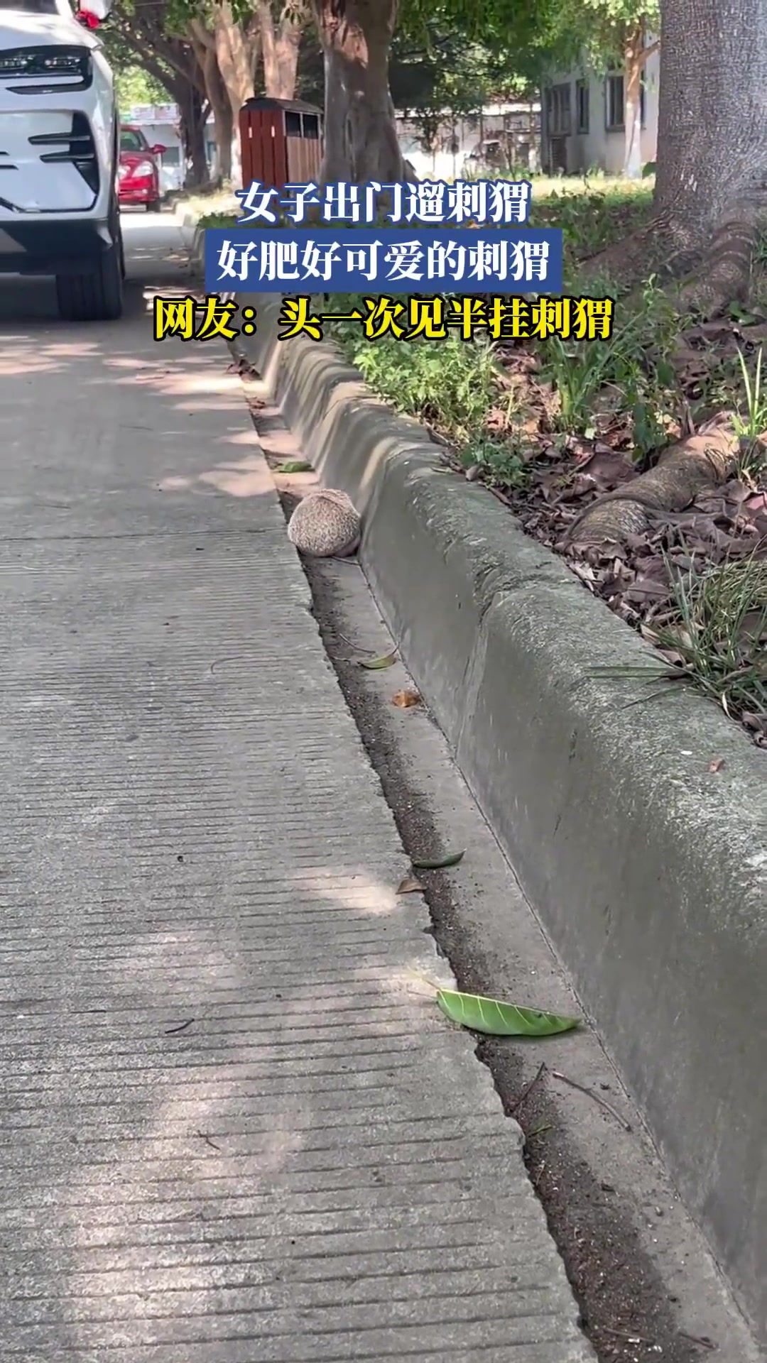 女子出门遛刺猬，好肥好可爱的刺猬，网友：头一次见半挂刺猬