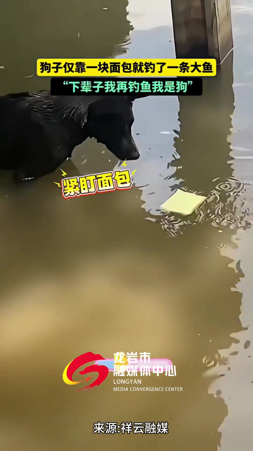 狗子仅靠一块面包就钓了一条大鱼！