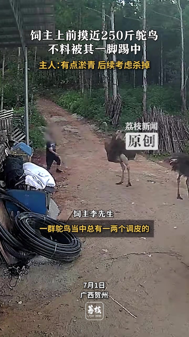 饲主摸近250斤鸵鸟被其一脚踢中主人：有点淤青