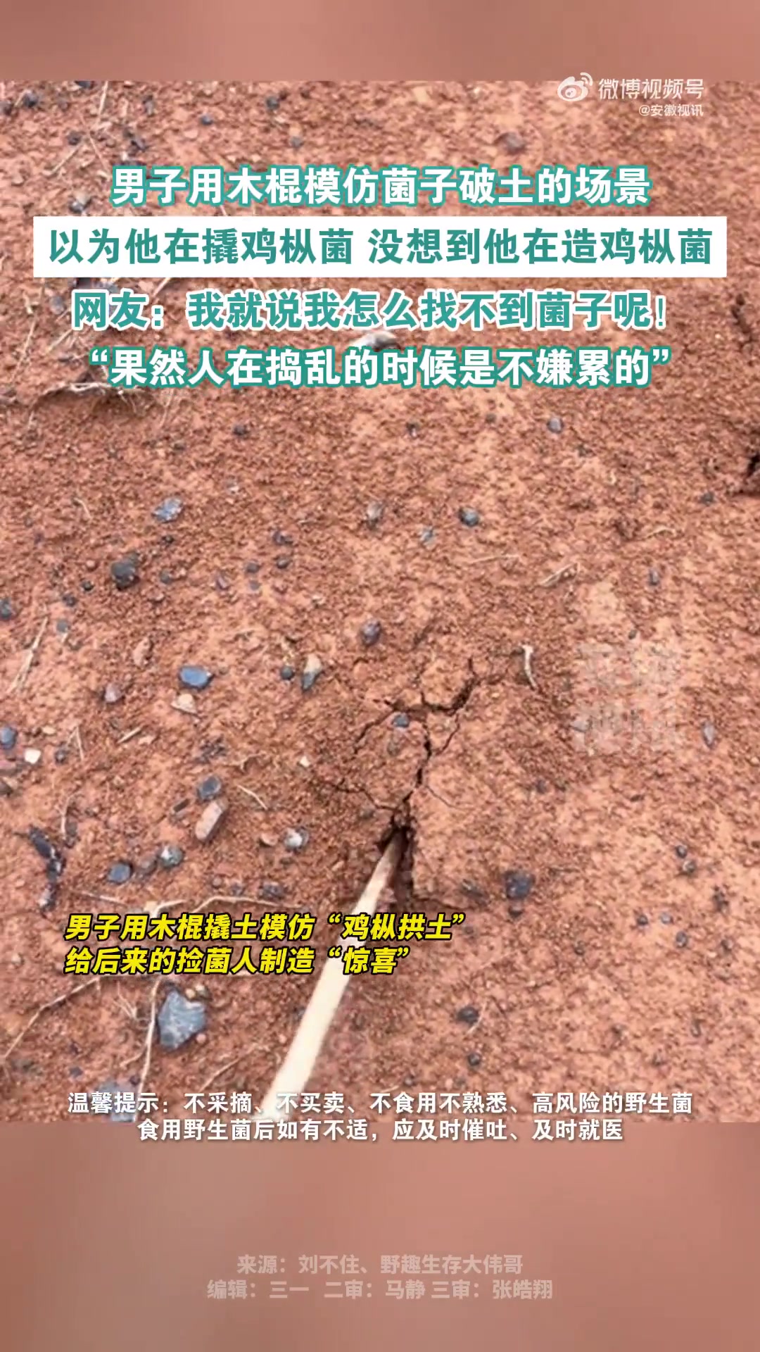 男子用木棍模仿菌子破土的场景，我就说我怎么找不到菌子呢